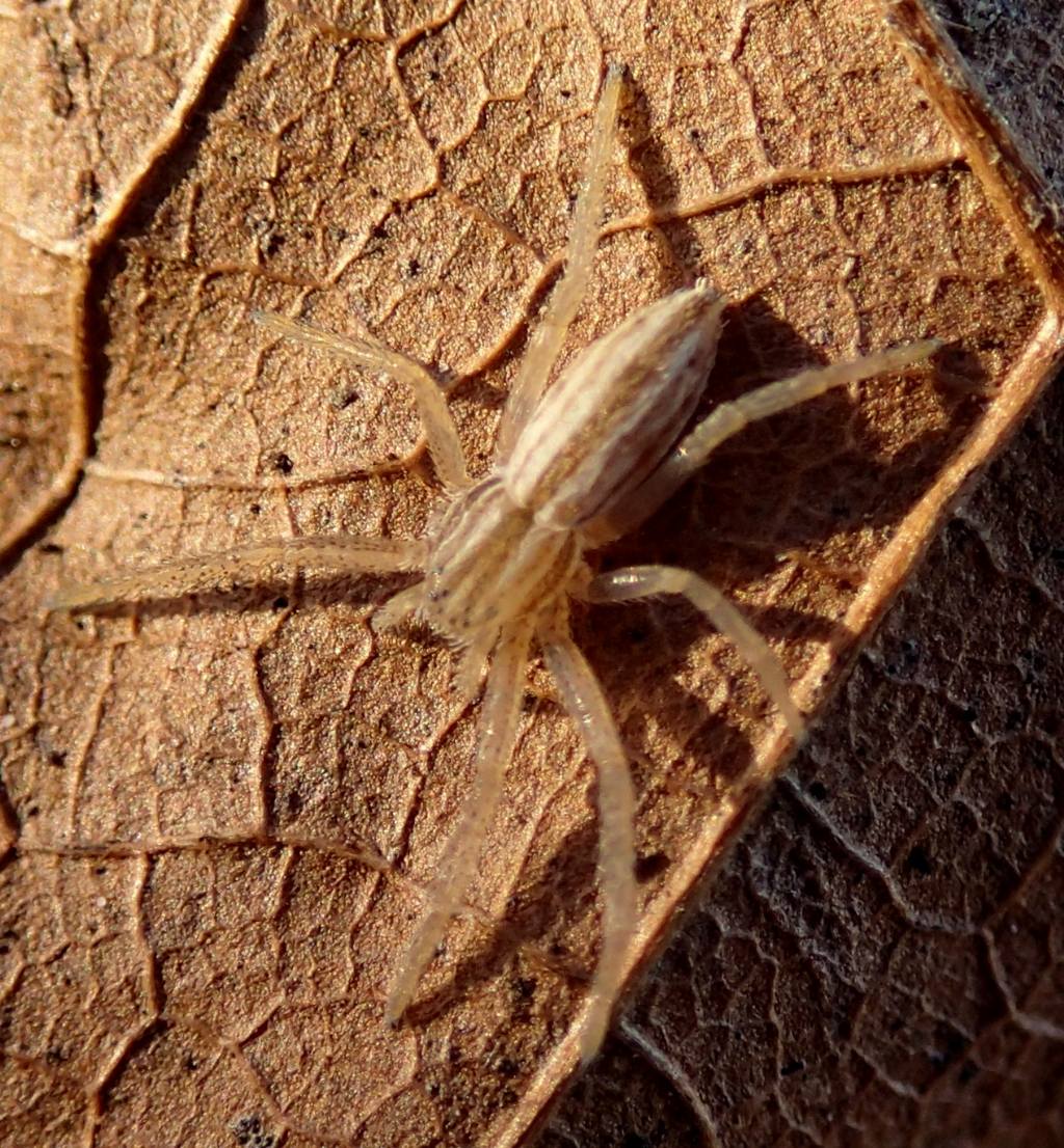 Giovane Tibellus sp.(Lughignano TV)