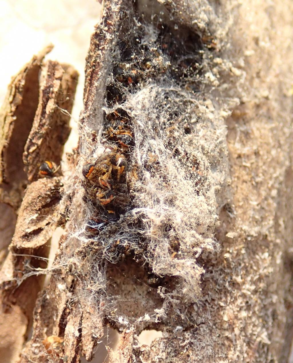Sling di Araneidae:  cfr. Nuctenea sp.