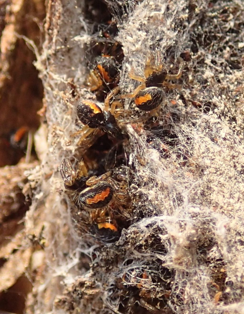 Sling di Araneidae:  cfr. Nuctenea sp.
