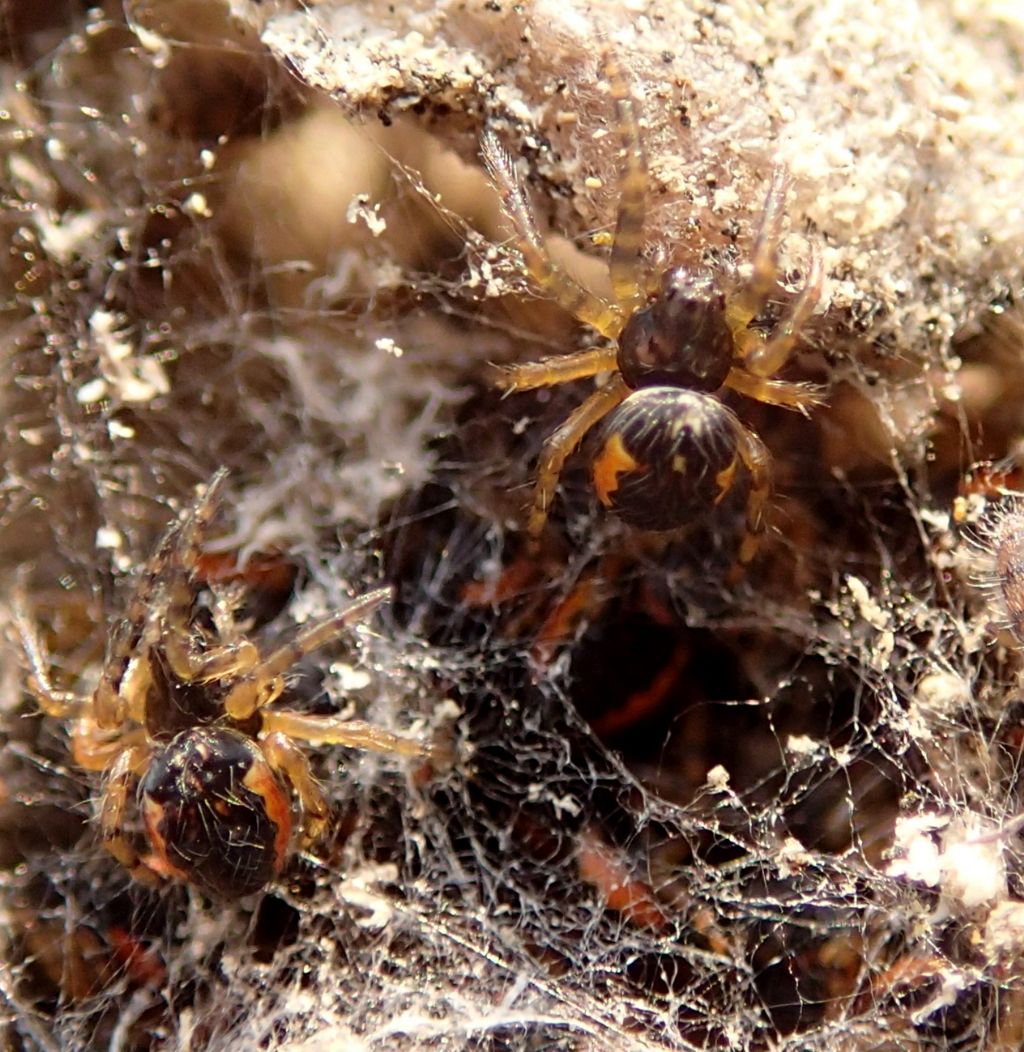 Sling di Araneidae:  cfr. Nuctenea sp.