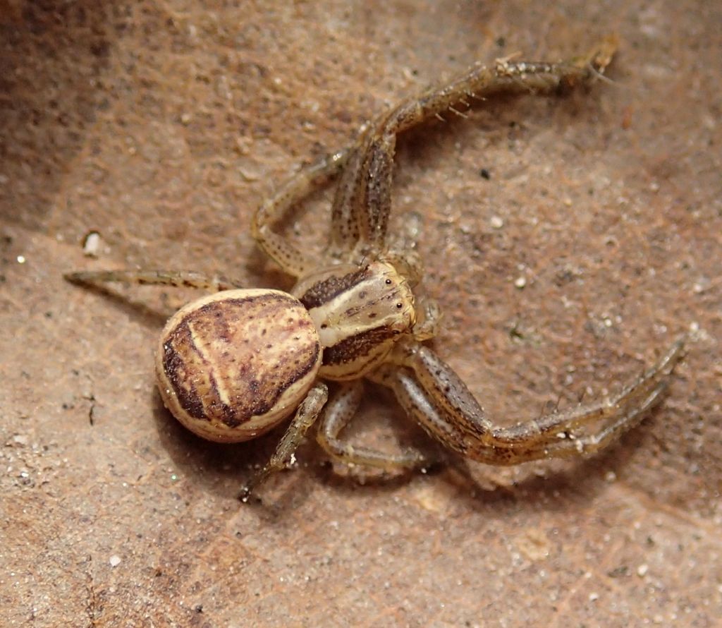 Xysticus ulmi, maschio subadulto - Lughignano (TV)
