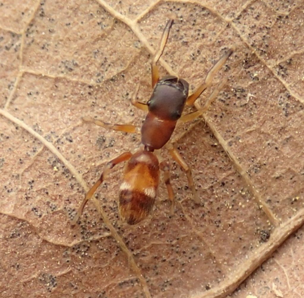 Salticidae:  Myrmarachne formicaria - Lughignano (TV)