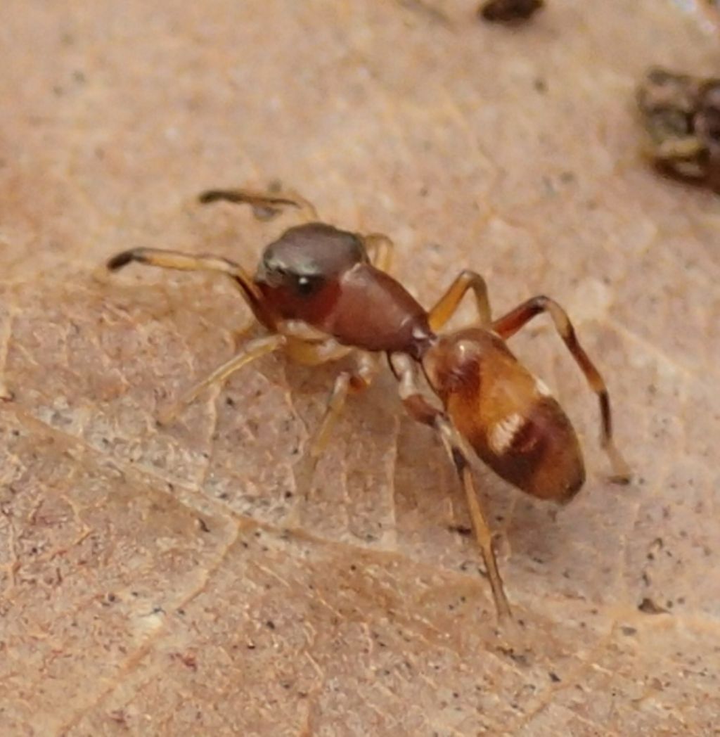Salticidae:  Myrmarachne formicaria - Lughignano (TV)