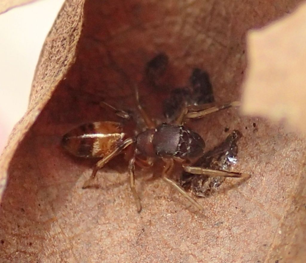 Salticidae:  Myrmarachne formicaria - Lughignano (TV)