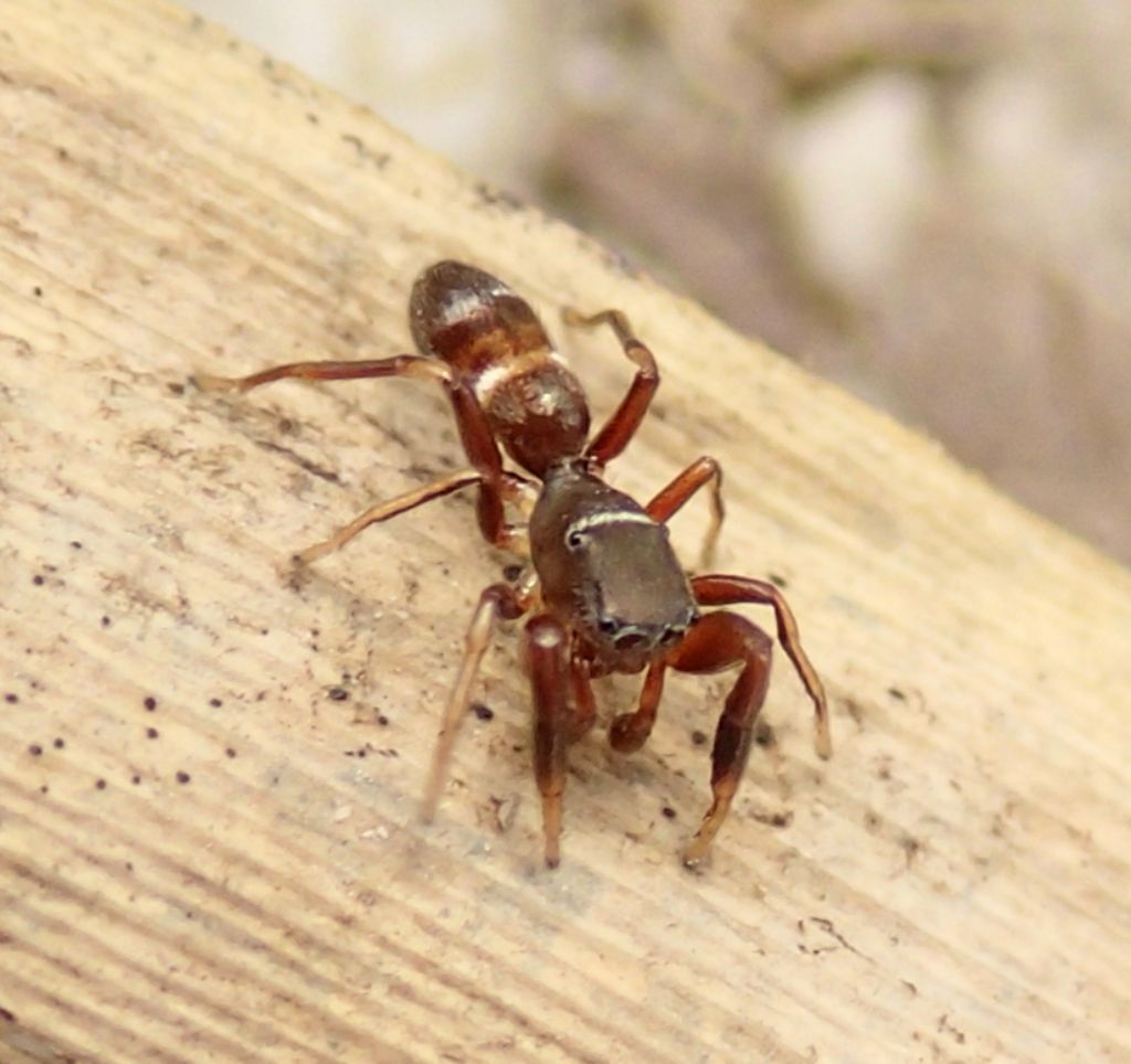 Salticidae:  Synageles venator  - Lughignano (TV)
