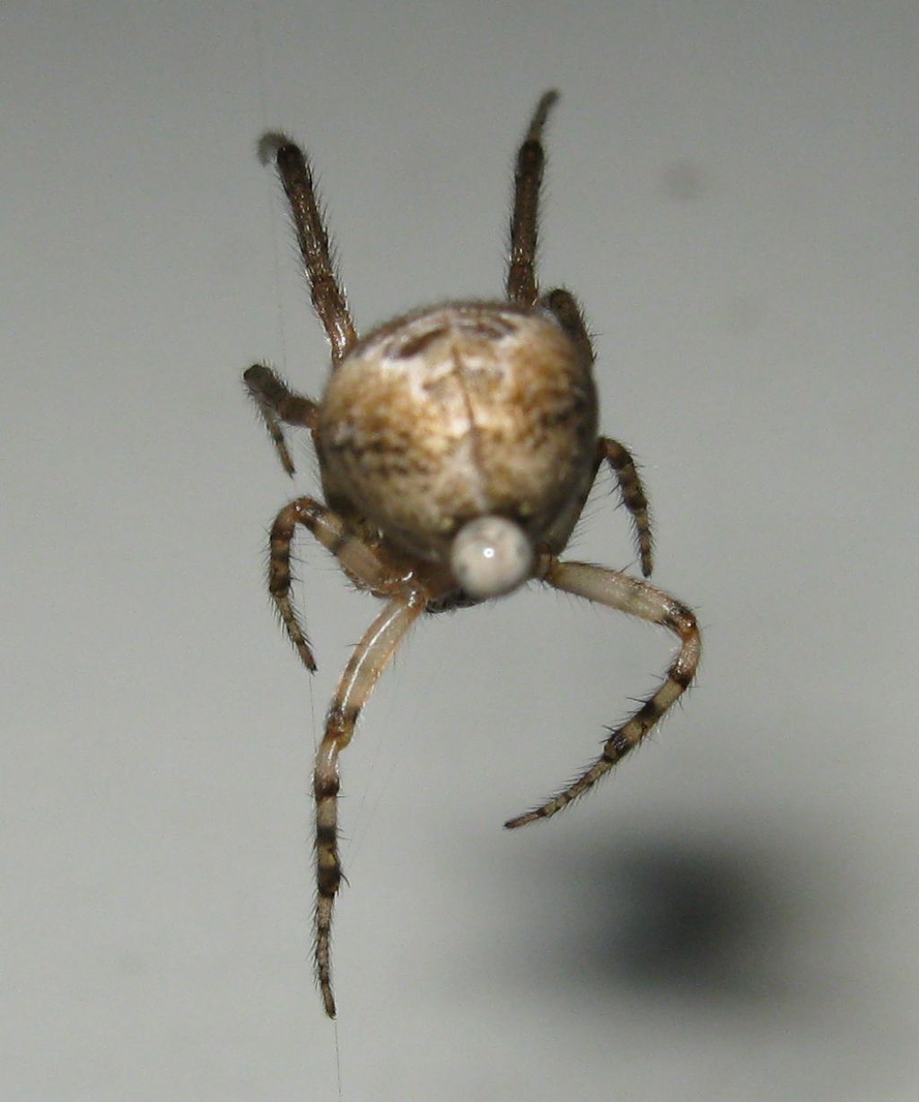 Zygiella sp. la paura fa ....