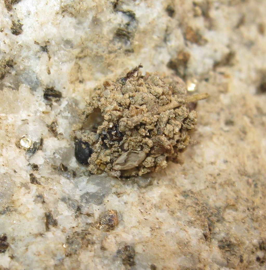 Zodariidae:   Zodarion sp.  - Treviso