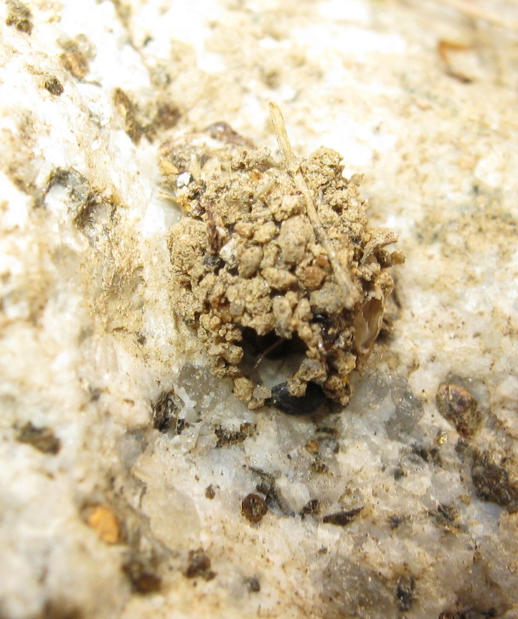 Zodariidae:   Zodarion sp.  - Treviso