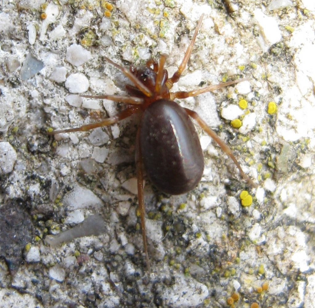 Zodariidae:   Zodarion sp.  - Treviso