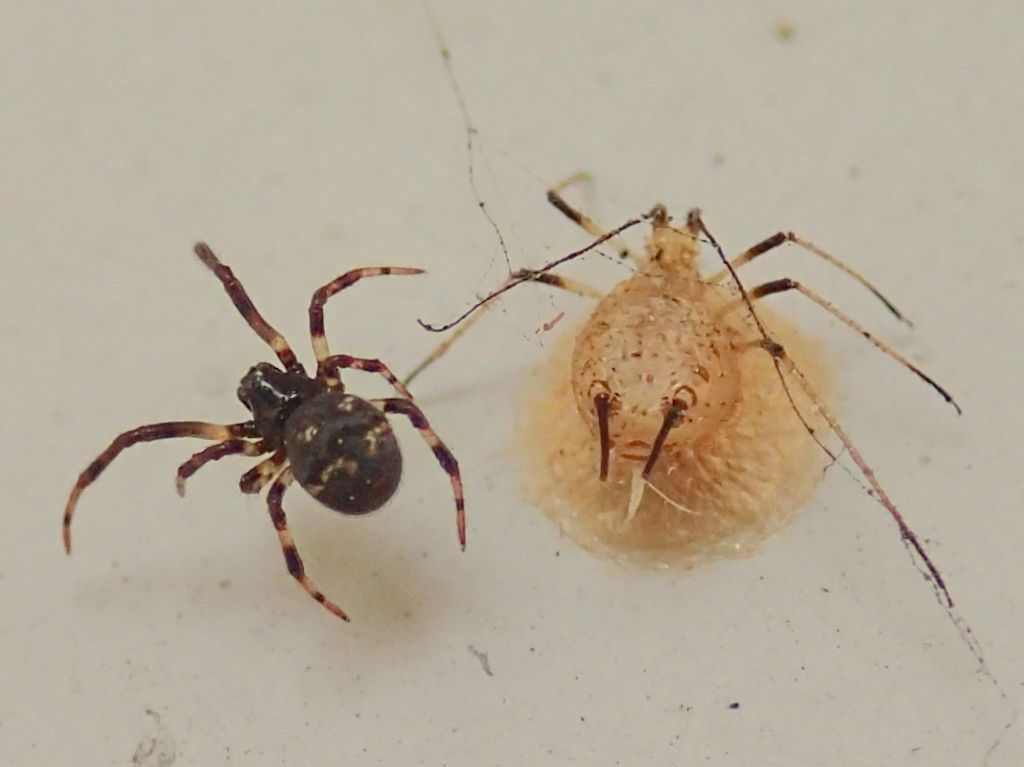 Theridiidae:  Cryptachaea riparia?