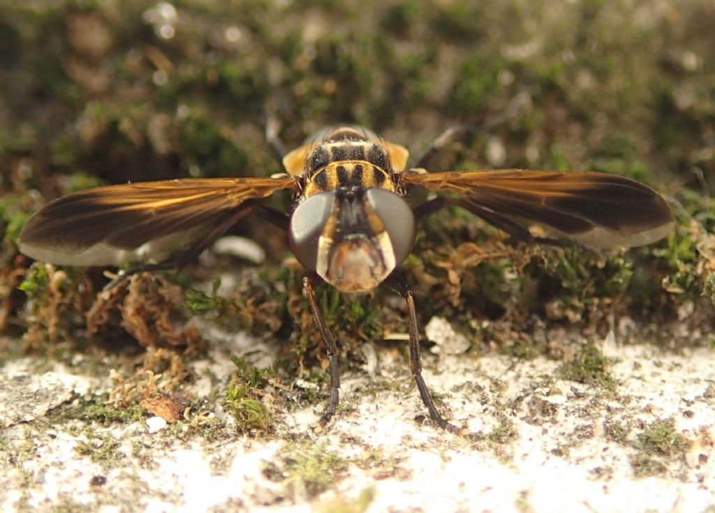 Trichopoda pennipes (Tachinidae)