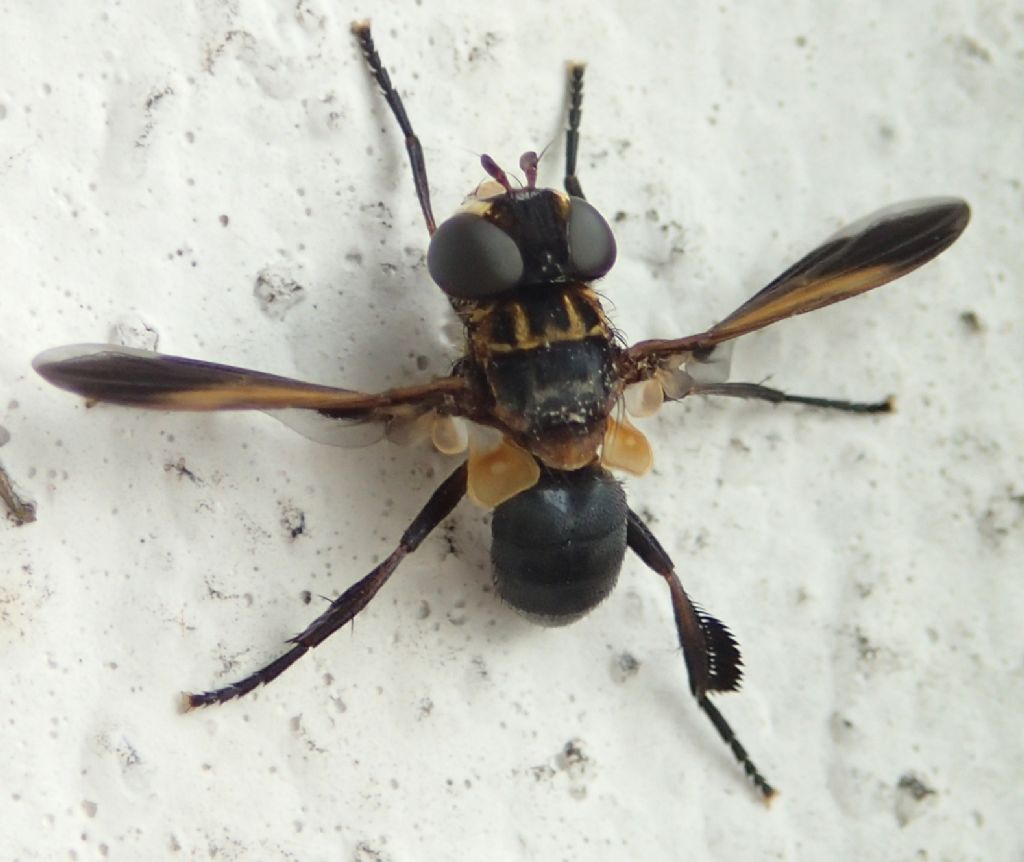 Trichopoda pennipes (Tachinidae)
