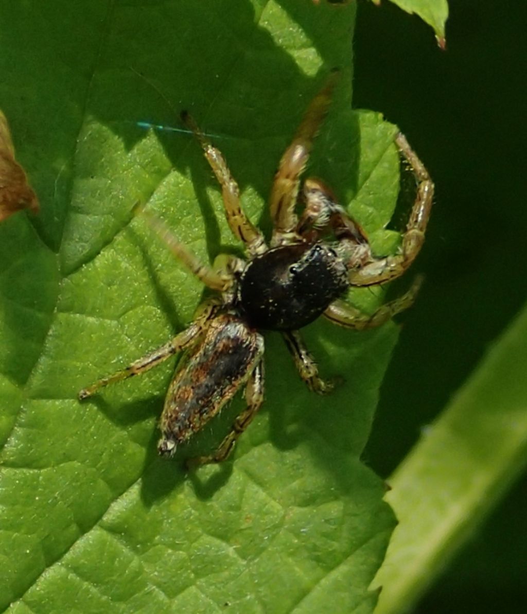 Salticidae: Marpissa pomatia, maschio  - Lughignano (TV)