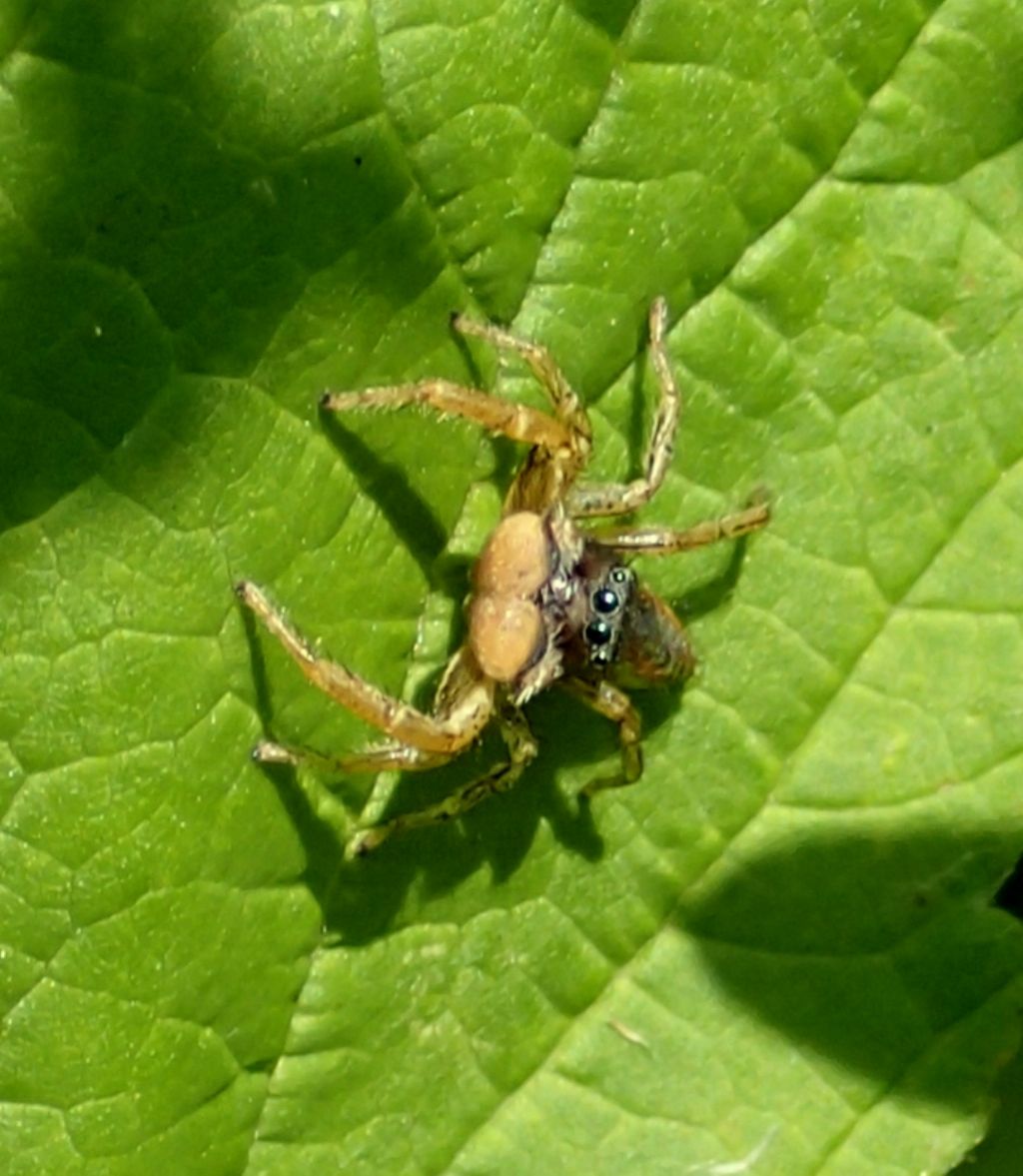 Salticidae: Marpissa pomatia, maschio  - Lughignano (TV)
