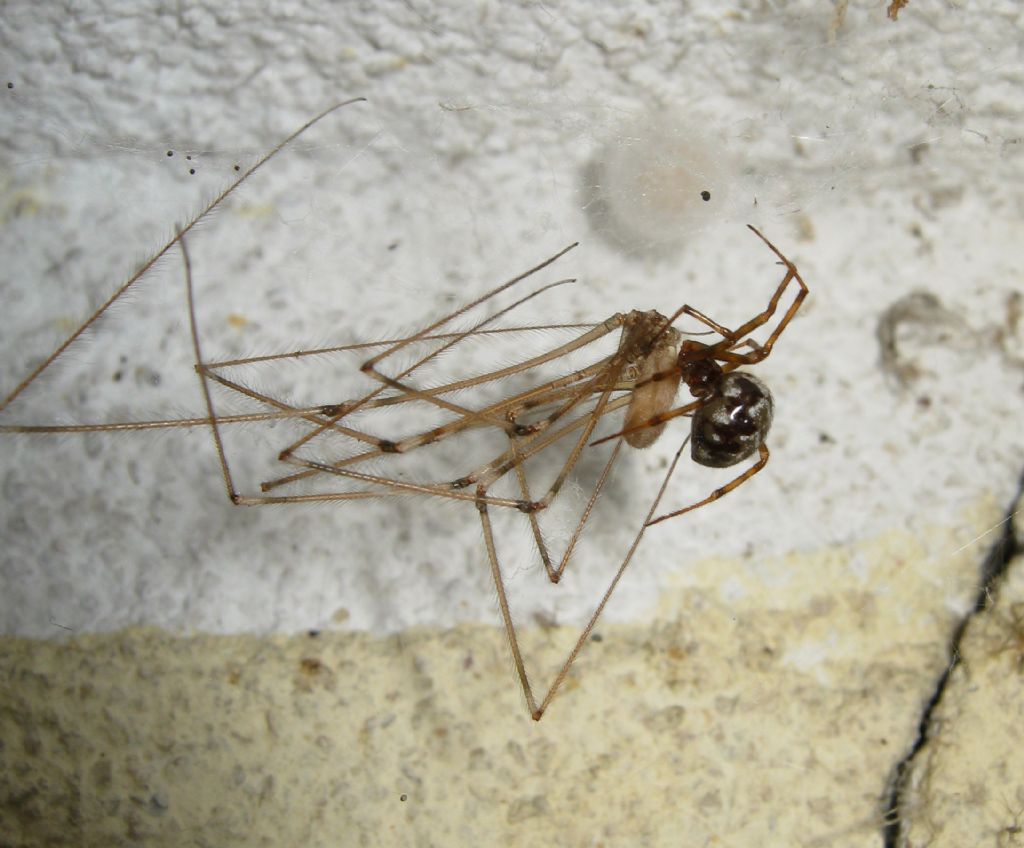 Steatoda triangulosa preda Pholcus phalangioides  Treviso