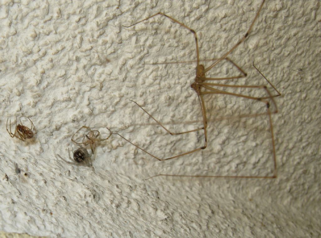 Steatoda triangulosa preda Pholcus phalangioides  Treviso