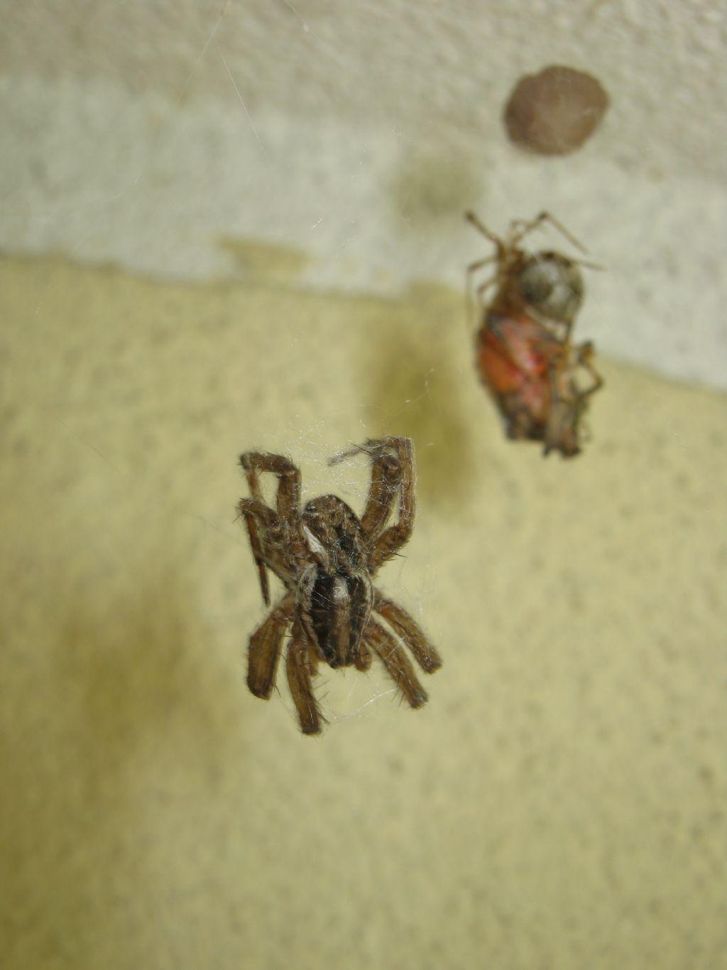 Parasteatoda tepidariorum con preda Hogna radiata