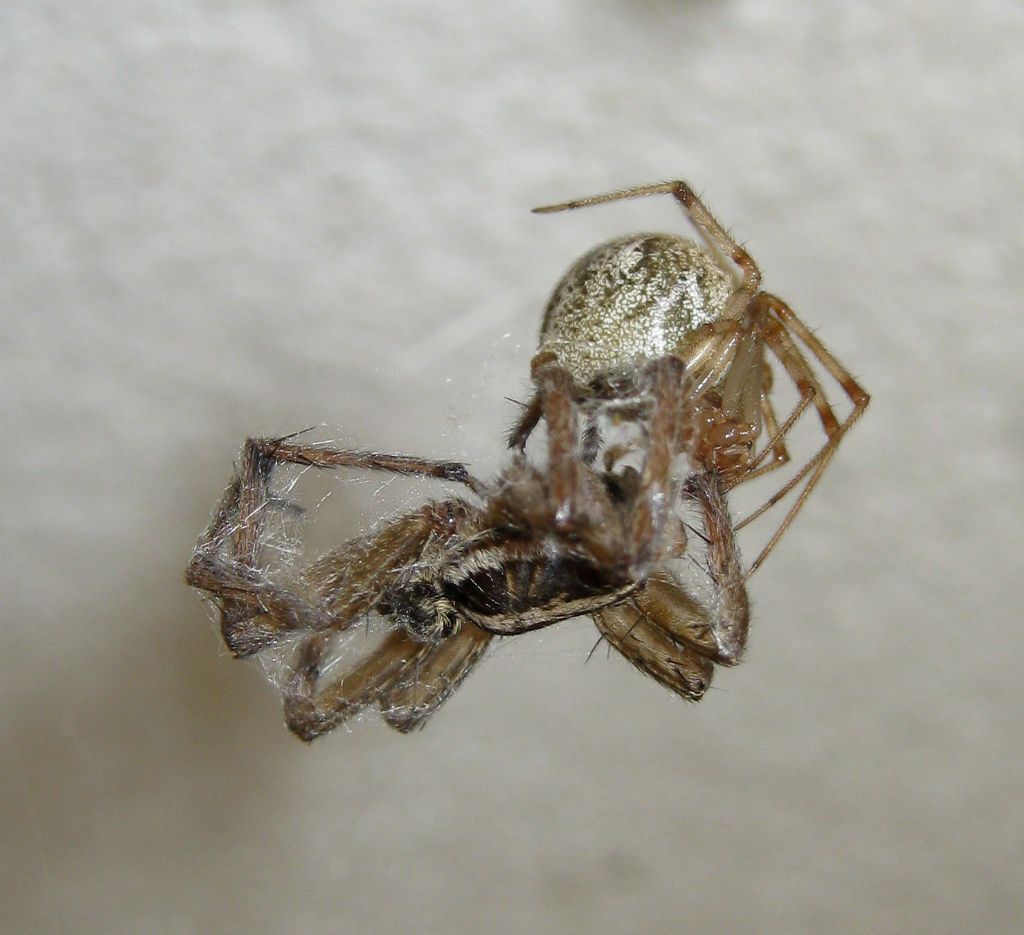 Parasteatoda tepidariorum con preda Hogna radiata