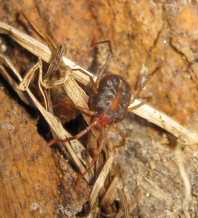 Prostigmata Erythraeidae:   Erythraeus sp.