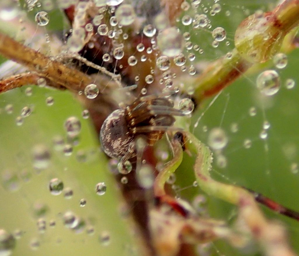 Dictyna sp. fra le gocce - Lughignano - (TV)