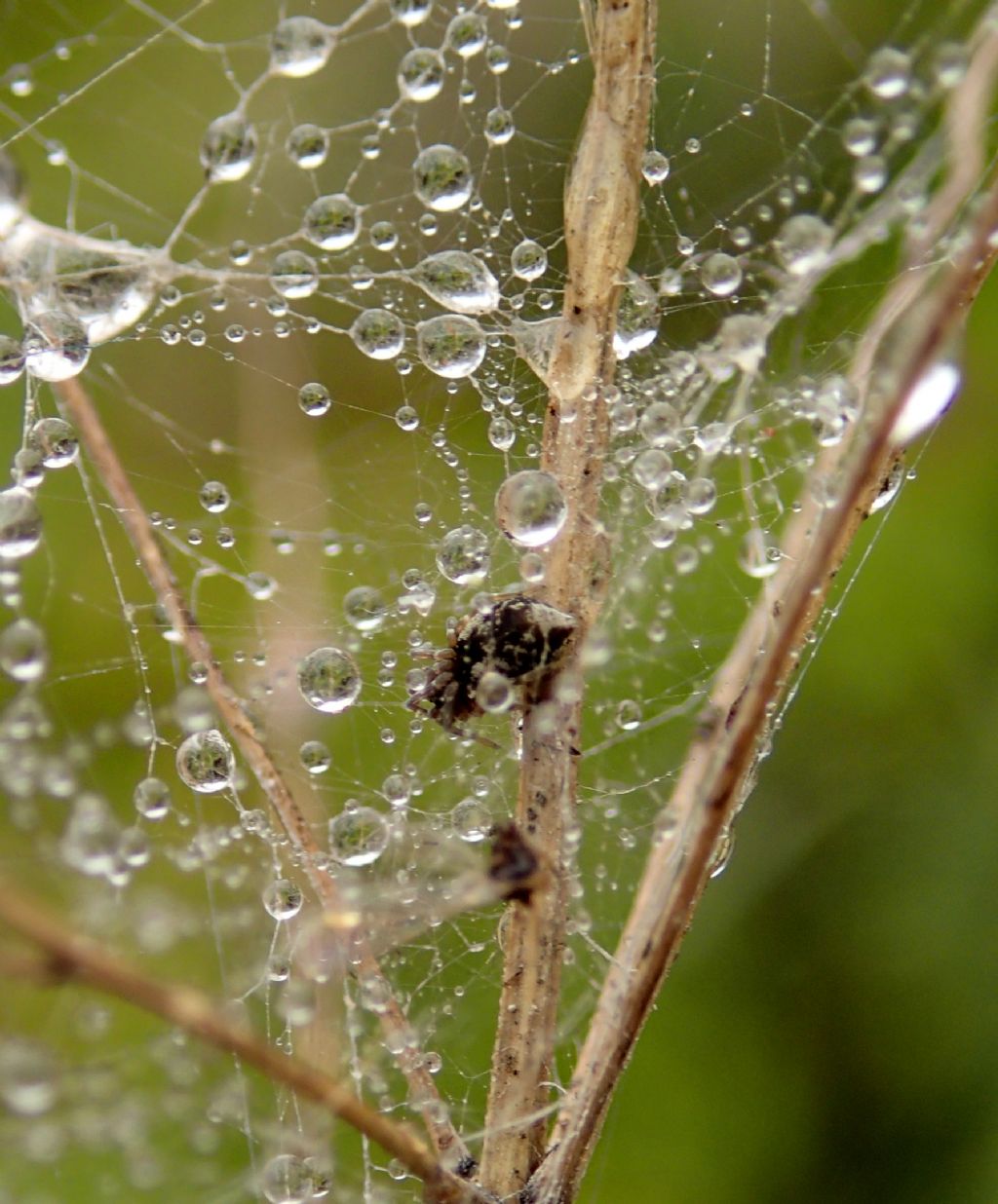 Dictyna sp. fra le gocce - Lughignano - (TV)