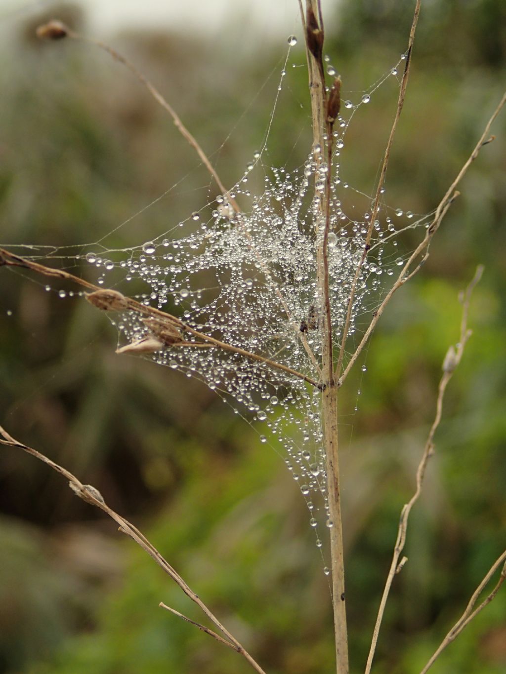 Dictyna sp. fra le gocce - Lughignano - (TV)