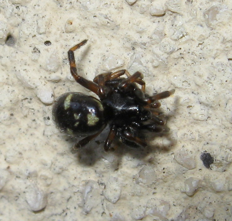 Asagena sp. cannibalismo Treviso (TV)