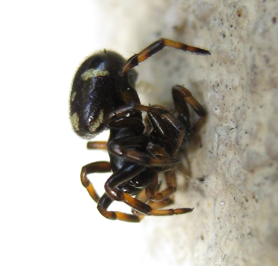 Asagena sp. cannibalismo Treviso (TV)