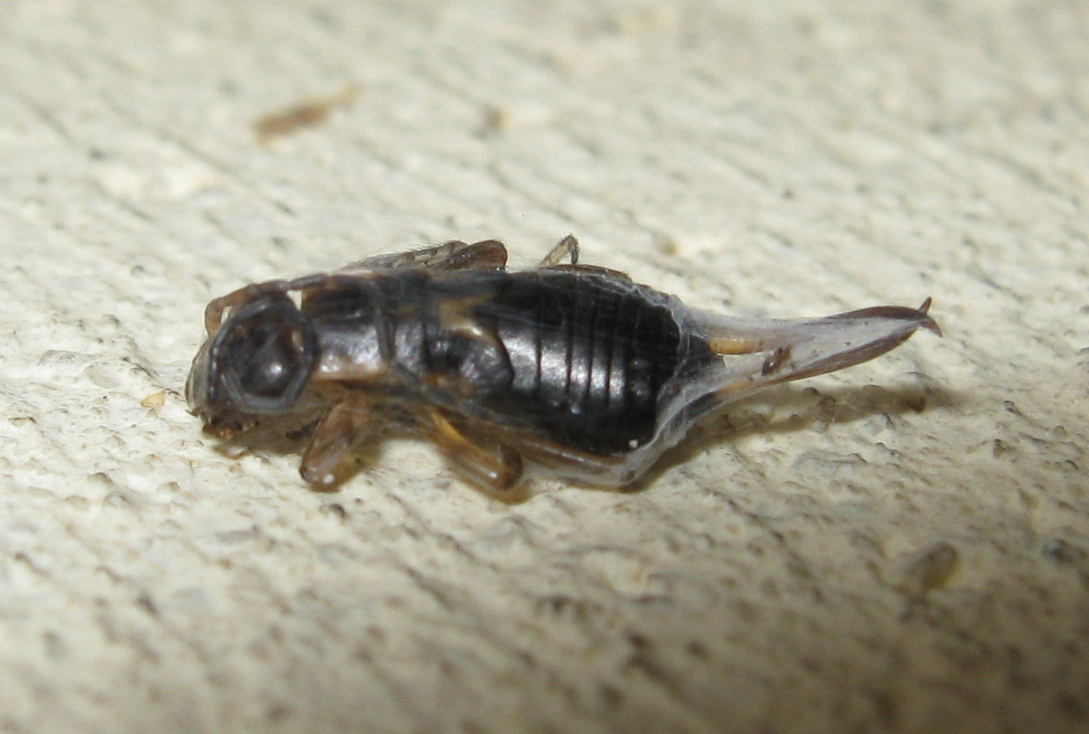 Oecobius maculatus con preda insolita