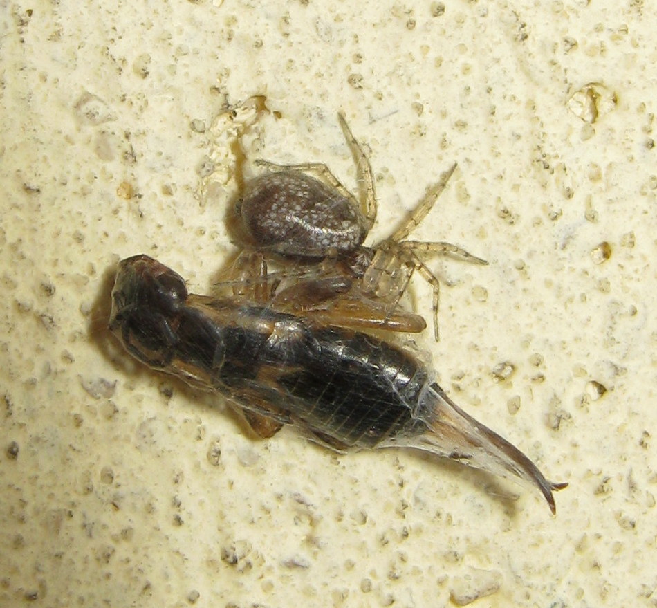 Oecobius maculatus con preda insolita