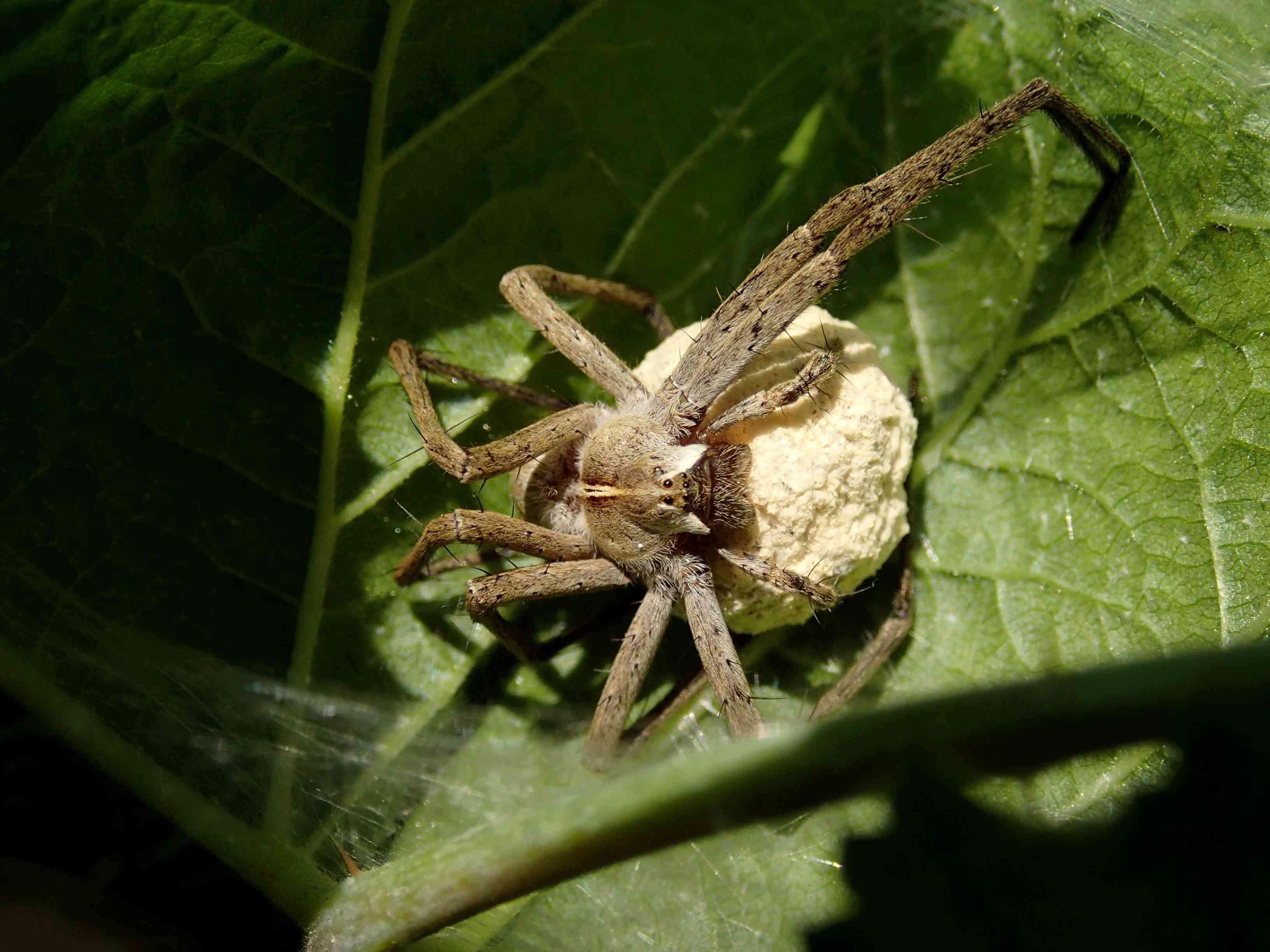 Pisaura sp. con ovisacco -Lughignano (TV)