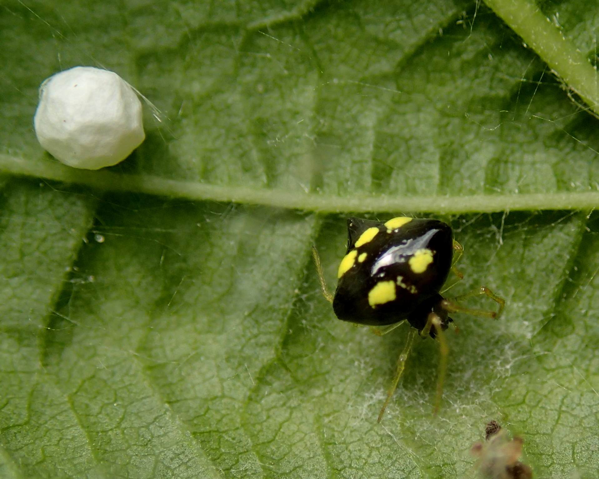 Theridula gonygaster maschio e femmina - Lughignano (TV)