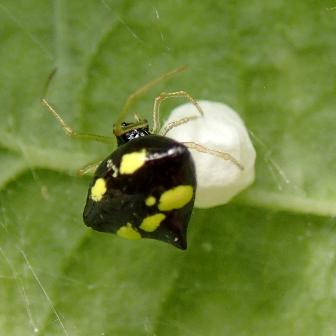 Theridula gonygaster maschio e femmina - Lughignano (TV)