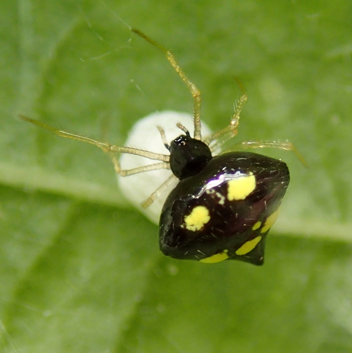 Theridula gonygaster maschio e femmina - Lughignano (TV)