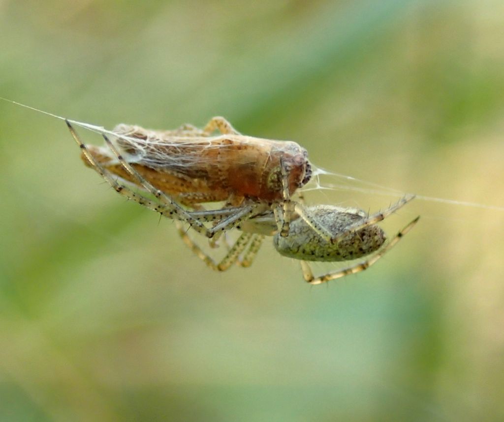 Argiope bruennichi giovane - Lughignano (TV)