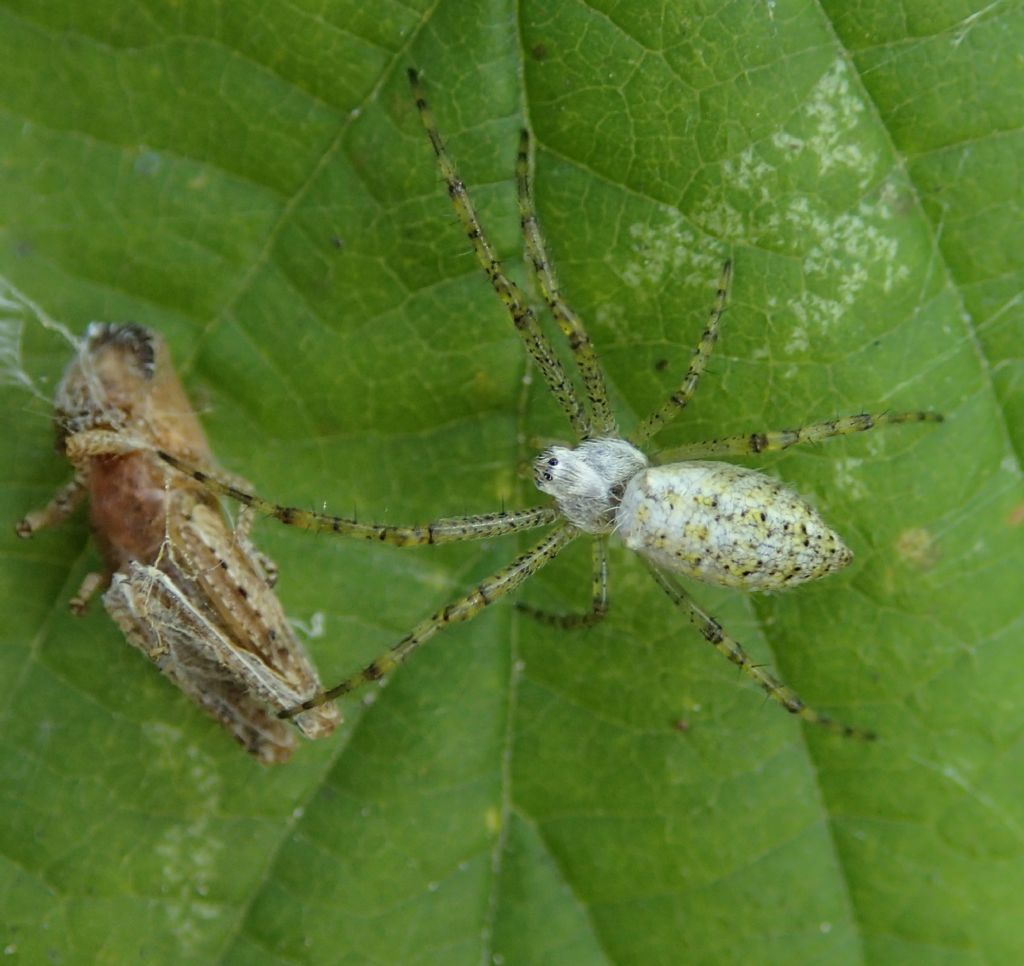 Argiope bruennichi giovane - Lughignano (TV)