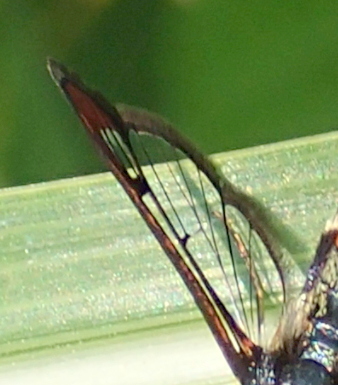 Synanthedon formicaeformis?