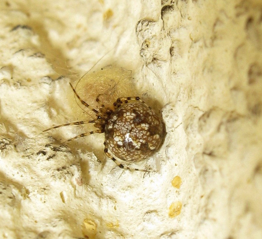 Theridion cf. hannoniae con ovisacchi- Treviso