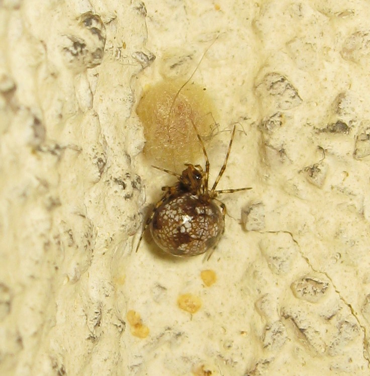 Theridion cf. hannoniae con ovisacchi- Treviso