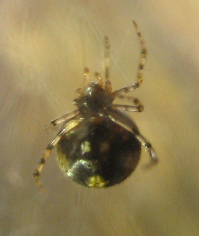 Theridion cf. hannoniae con ovisacchi- Treviso
