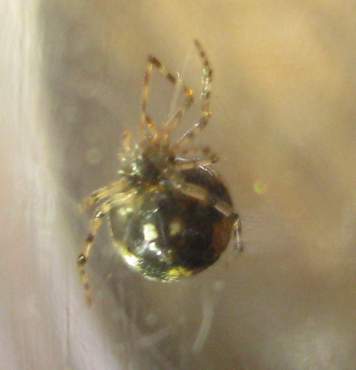 Theridion cf. hannoniae con ovisacchi- Treviso