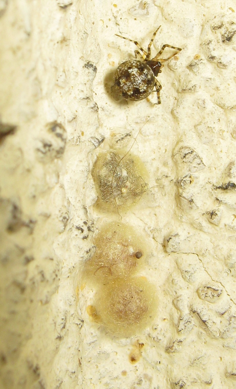 Theridion cf. hannoniae con ovisacchi- Treviso