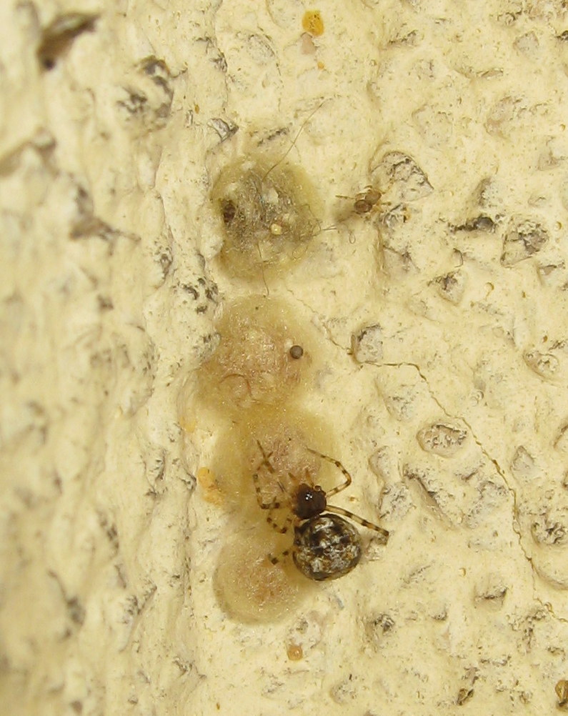 Theridion cf. hannoniae con ovisacchi- Treviso