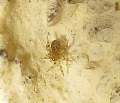 Theridion cf. hannoniae con ovisacchi- Treviso