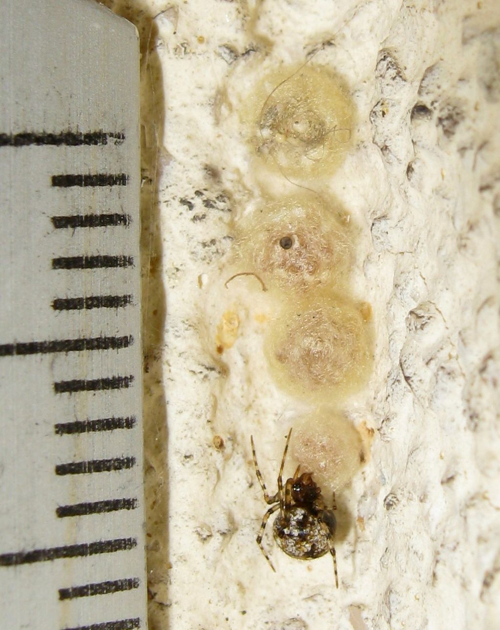Theridion cf. hannoniae con ovisacchi- Treviso
