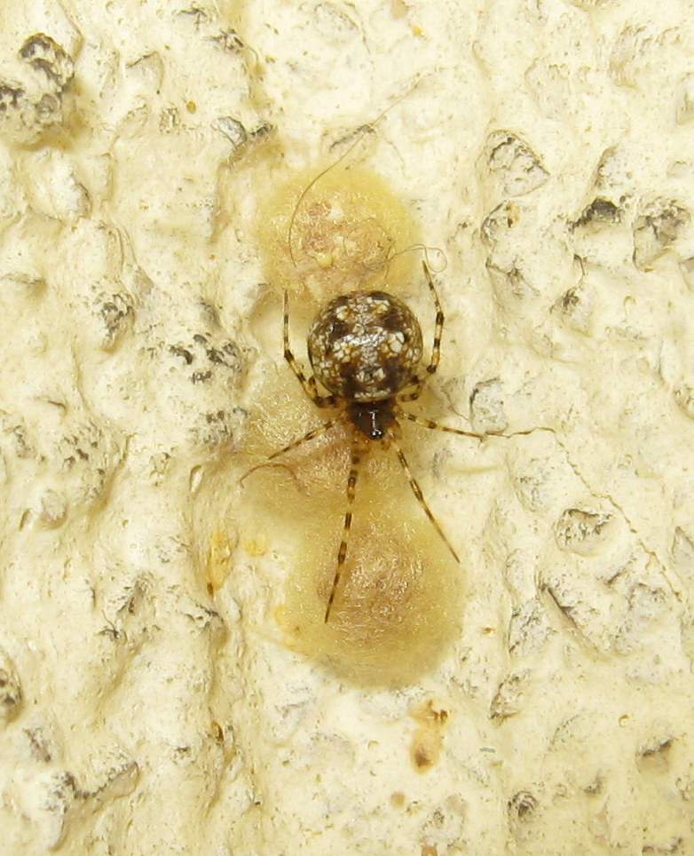 Theridion cf. hannoniae con ovisacchi- Treviso