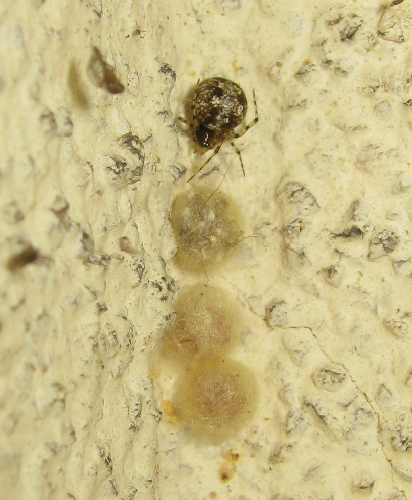 Theridion cf. hannoniae con ovisacchi- Treviso