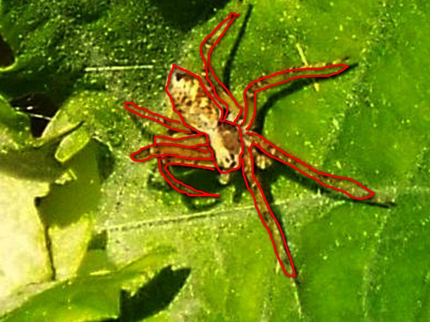 Da identificare,...se possibile: Philodromus sp. - Colturano (MI)