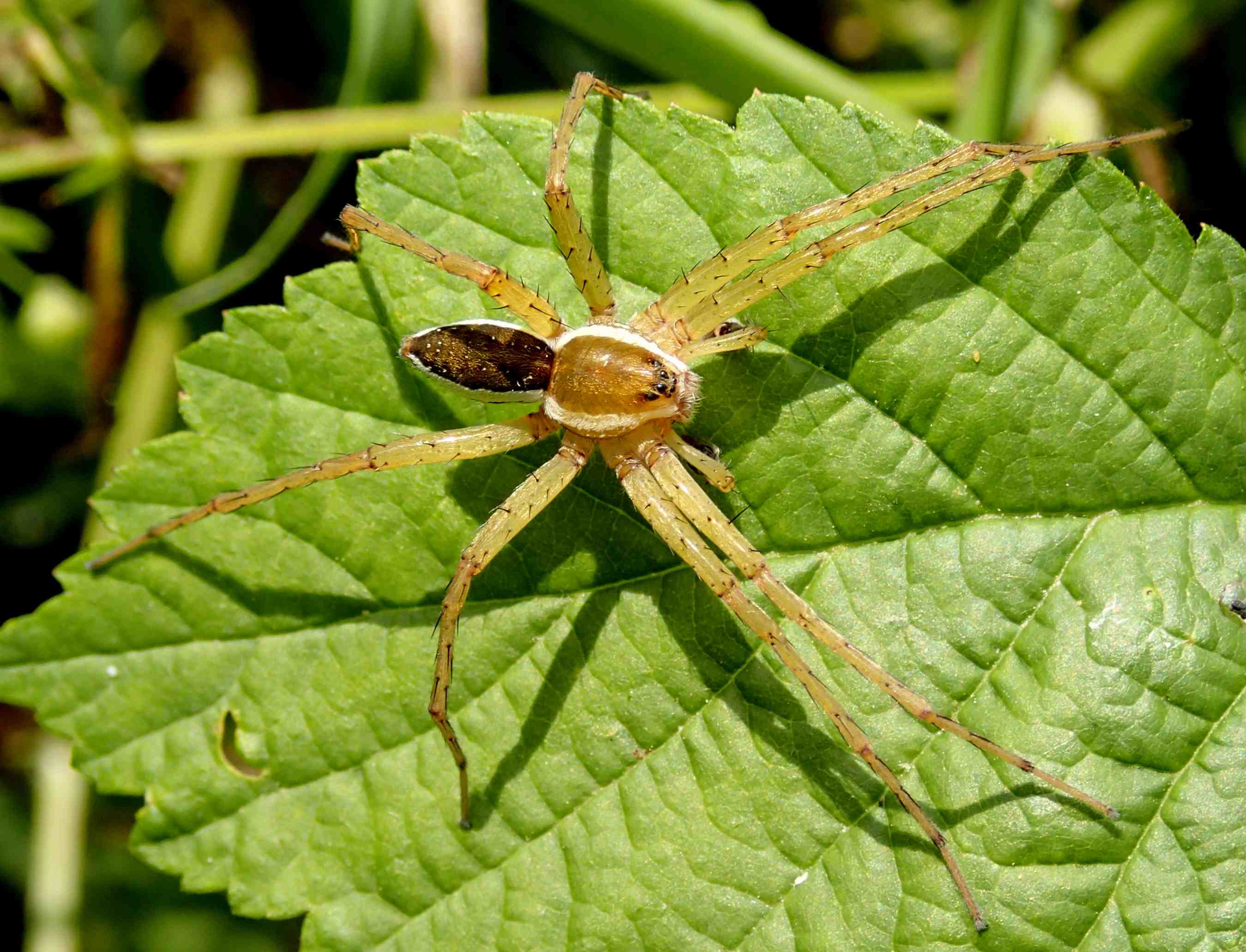 Maschio di Dolomedes sp.- Lughignano (TV)