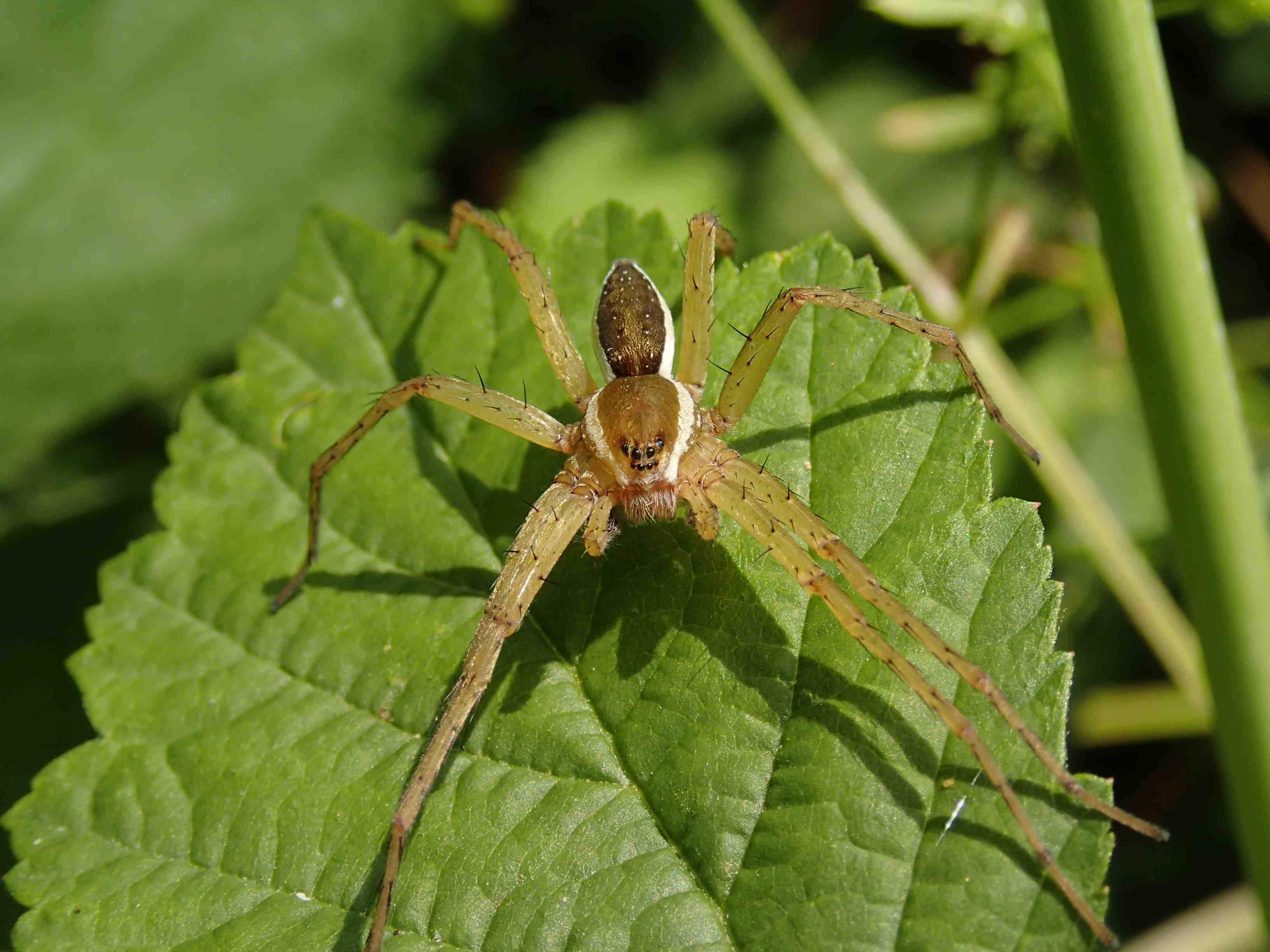 Maschio di Dolomedes sp.- Lughignano (TV)